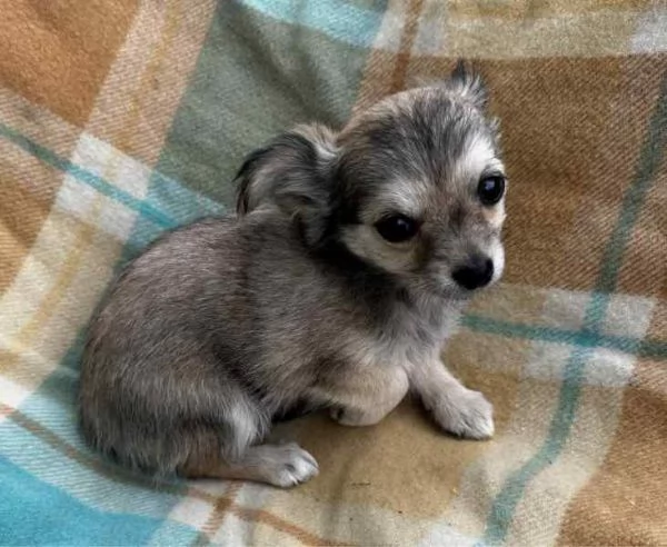 Cuccioli di chihuahua di razza | Foto 1