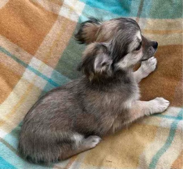 Cuccioli di chihuahua di razza