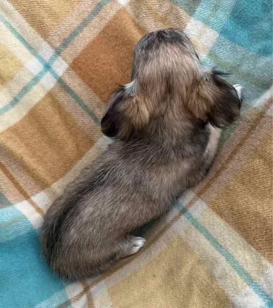 Cuccioli di chihuahua di razza | Foto 0