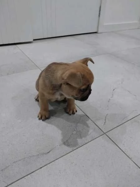 Bulldog francese di razza | Foto 2