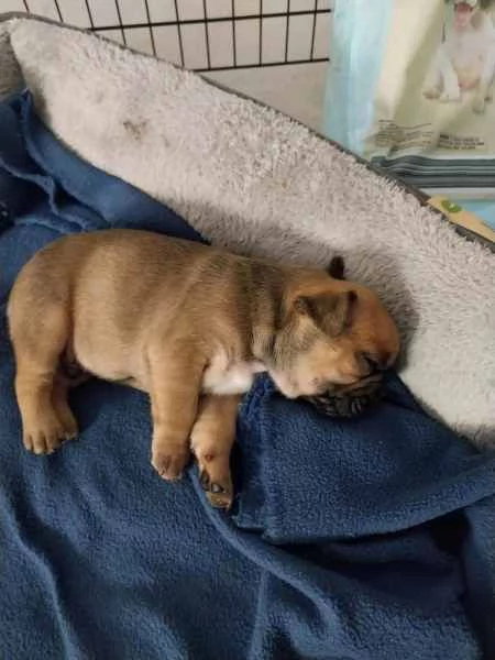 Bulldog francese di razza