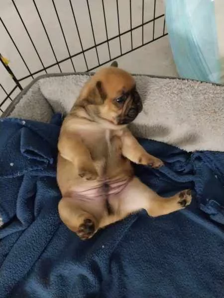 Bulldog francese di razza | Foto 1