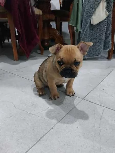 Bulldog francese di razza | Foto 0