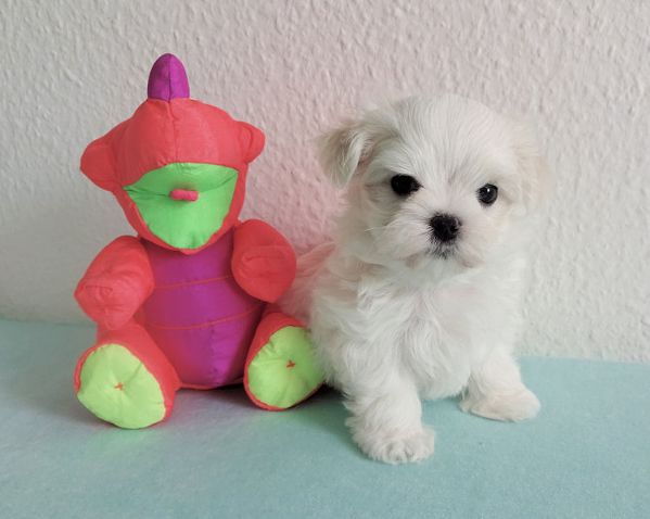 Due deliziose cucciole Maltese | Foto 0