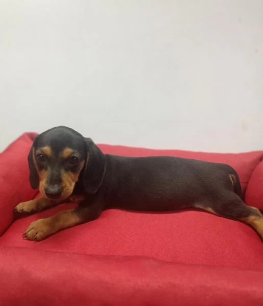 Regalo Bassotto whAtsapp ([hidden]55) | Foto 2