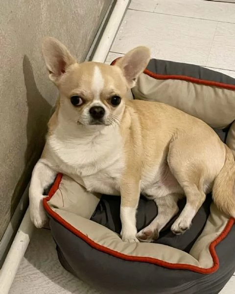 Regalo cuccioli di chihuahua whAtsapp ([hidden]55 ) | Foto 1