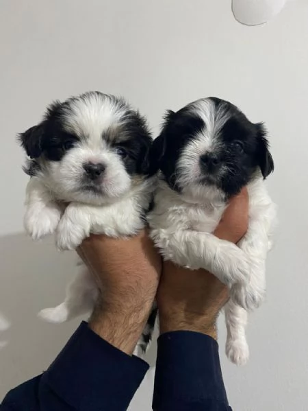 Regalo cuccioli Shih Tzu whAtsapp ([hidden]55) | Foto 0
