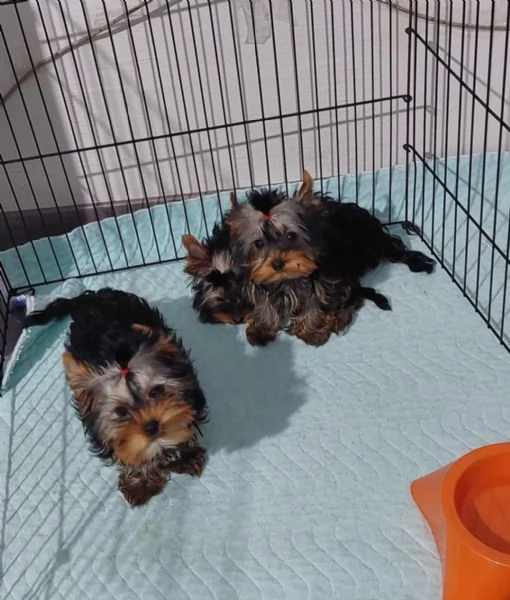 Regalo cuccioli di yorkie whAtsapp ([hidden]55) | Foto 1