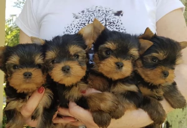 Regalo cuccioli di yorkie whAtsapp ([hidden]55)