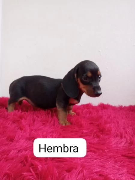 Regalo Bassotto whAtsapp ([hidden]55) | Foto 0