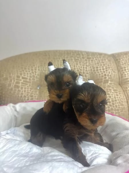 Regalo cuccioli di yorkie whAtsapp ([hidden]55) | Foto 2