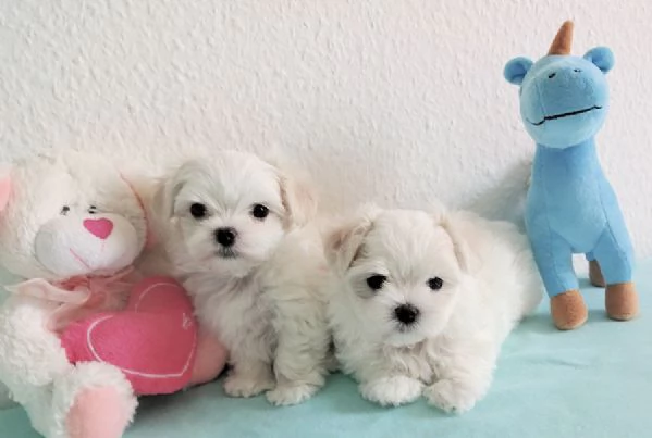 Maschio e femmina Maltese