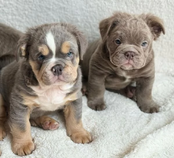 Disponibili cuccioli di bulldog inglese | Foto 1