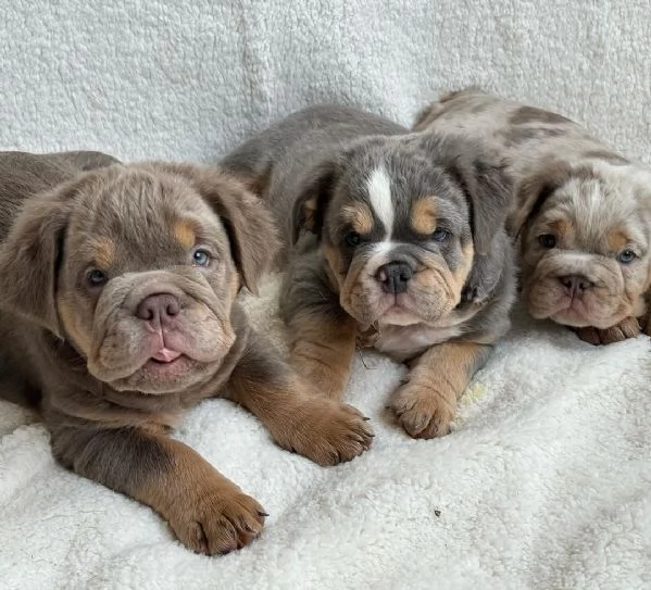 Disponibili cuccioli di bulldog inglese