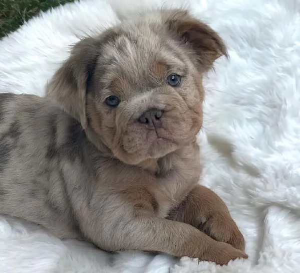 Disponibili cuccioli di bulldog inglese | Foto 0