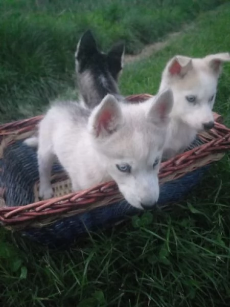 Cuccioli  di Siberian Husky  | Foto 7