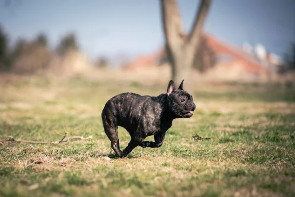 Bulldog francese femmina in vendita | Foto 5