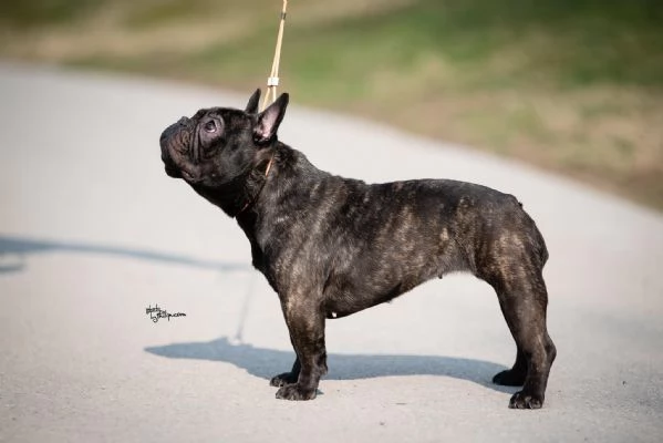 Bulldog francese femmina in vendita | Foto 4