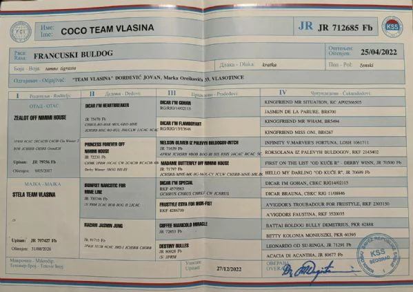 Bulldog francese femmina in vendita | Foto 2