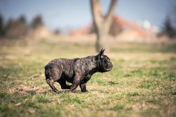 Bulldog francese femmina in vendita | Foto 1