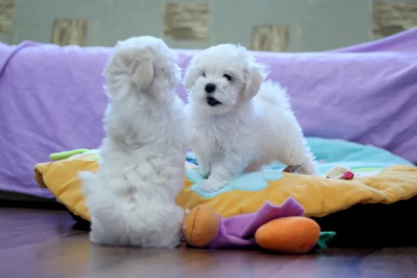 Maltese mini Toy | Foto 0