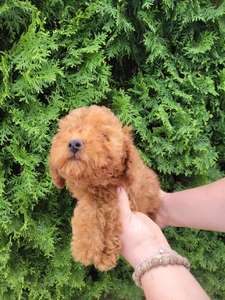 Barboncino nano cuccioli | Foto 6