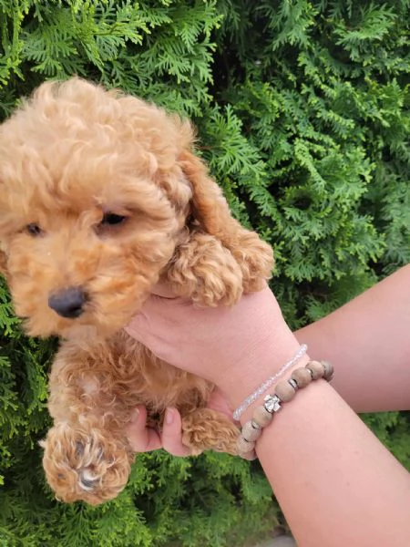 Barboncino nano cuccioli | Foto 4