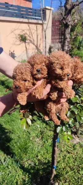 Barboncino nano cuccioli | Foto 1