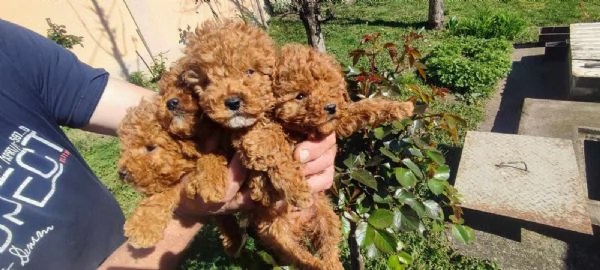 Barboncino nano cuccioli | Foto 0