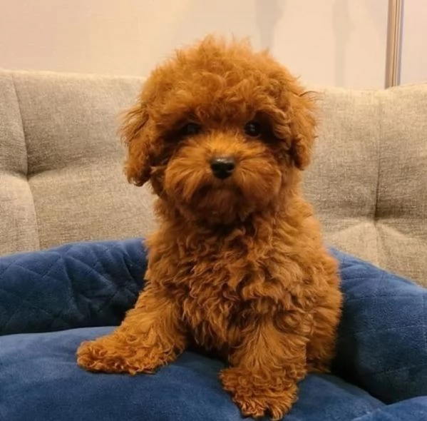  REGALO barboncino cuccioli