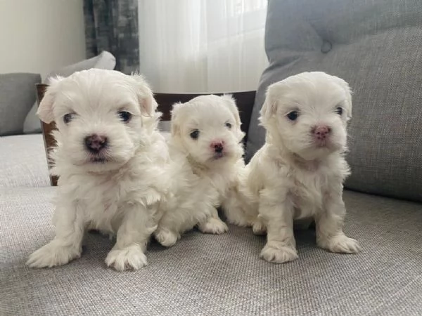  regalo  cuccioli di Maltese