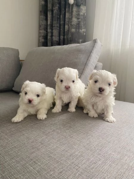  regalo  cuccioli di Maltese | Foto 2