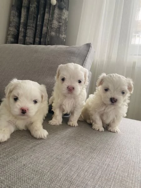  regalo  cuccioli di Maltese | Foto 1