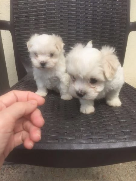  regalo  cuccioli di Maltese | Foto 0