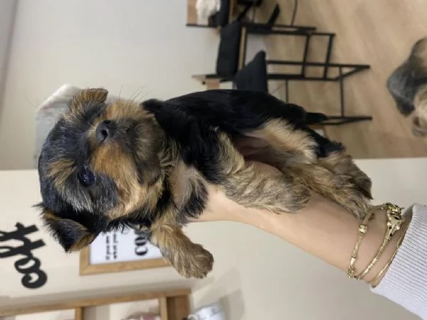  regalo  cuccioli di Yorkshire | Foto 2