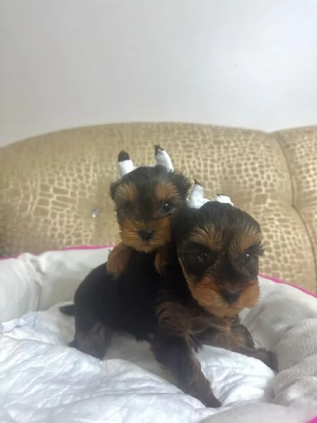  regalo  cuccioli di Yorkshire | Foto 0