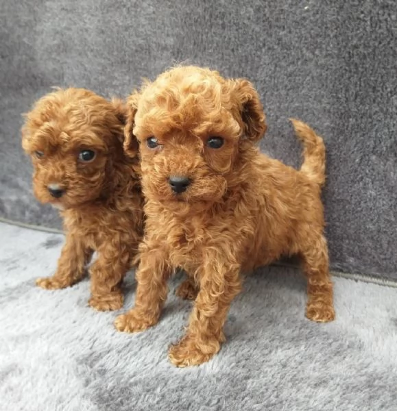 Regala un cucciolo di Barboncino | Foto 0