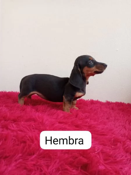 Regala un cucciolo di Bassotto | Foto 2