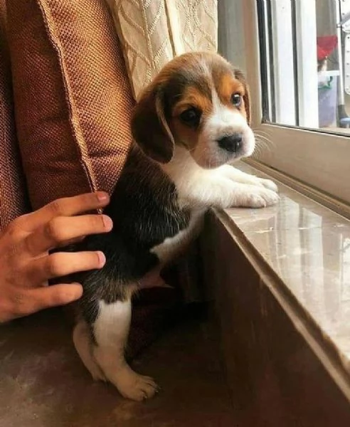 Regala un cucciolo di Beagle | Foto 1