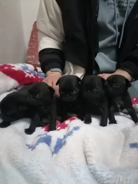 Regala un cucciolo di Carlino | Foto 2