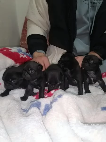 Regala un cucciolo di Carlino | Foto 1