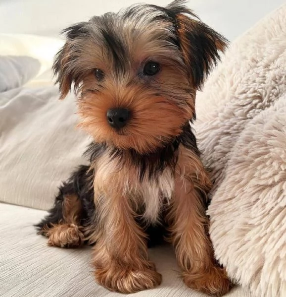Cuccioli di Yorkshire Terrier in adozione