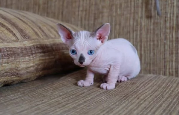 Affettuosi gatto sfinge