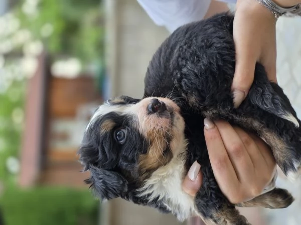 Cucciolo maschio di bovaro del bernese