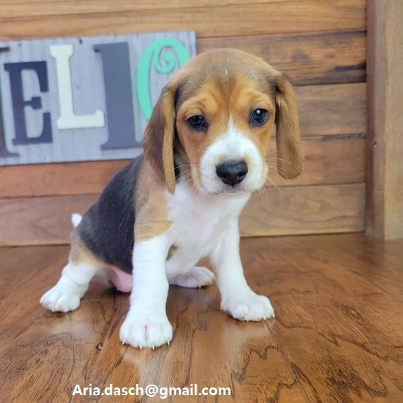 Beagle Cuccioli molto belli allevati di Beagle con sverminazione e vaccino x info Contattatemi diret