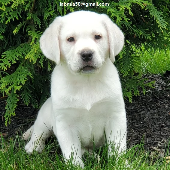 Labrador Disponibili bellissimi Labrador, con 2 sverminazione vaccinazione libretto sanitario del do