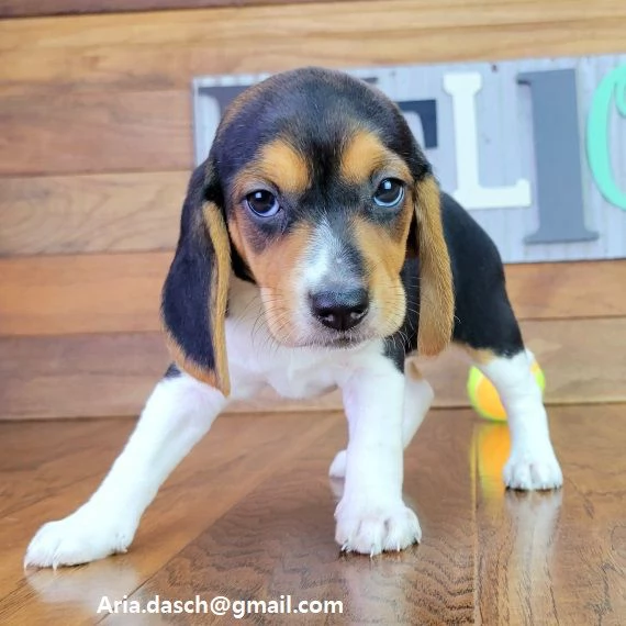 Beagle cuccioli Beagle viene con sverminazione vaccino libretto sanitario microchip . Contattatemi d