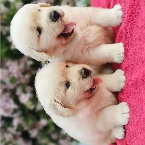 Meravigliosi cuccioli Golden Retriever | Foto 0