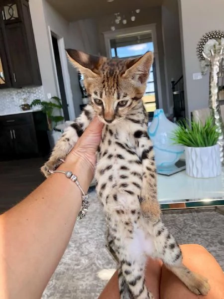 Disponibili cuccioli F5 della savana