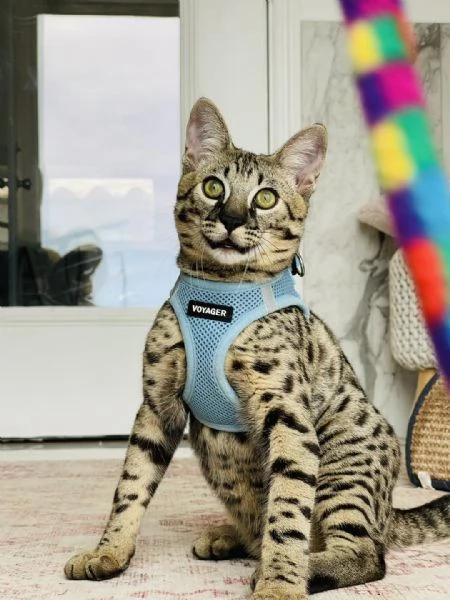 Disponibili cuccioli F5 della savana | Foto 6